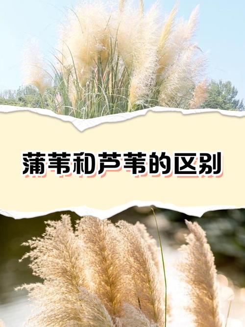 蒲草和芦苇是一种吗?6维度对比详解,别再搞混了 常见误区澄清