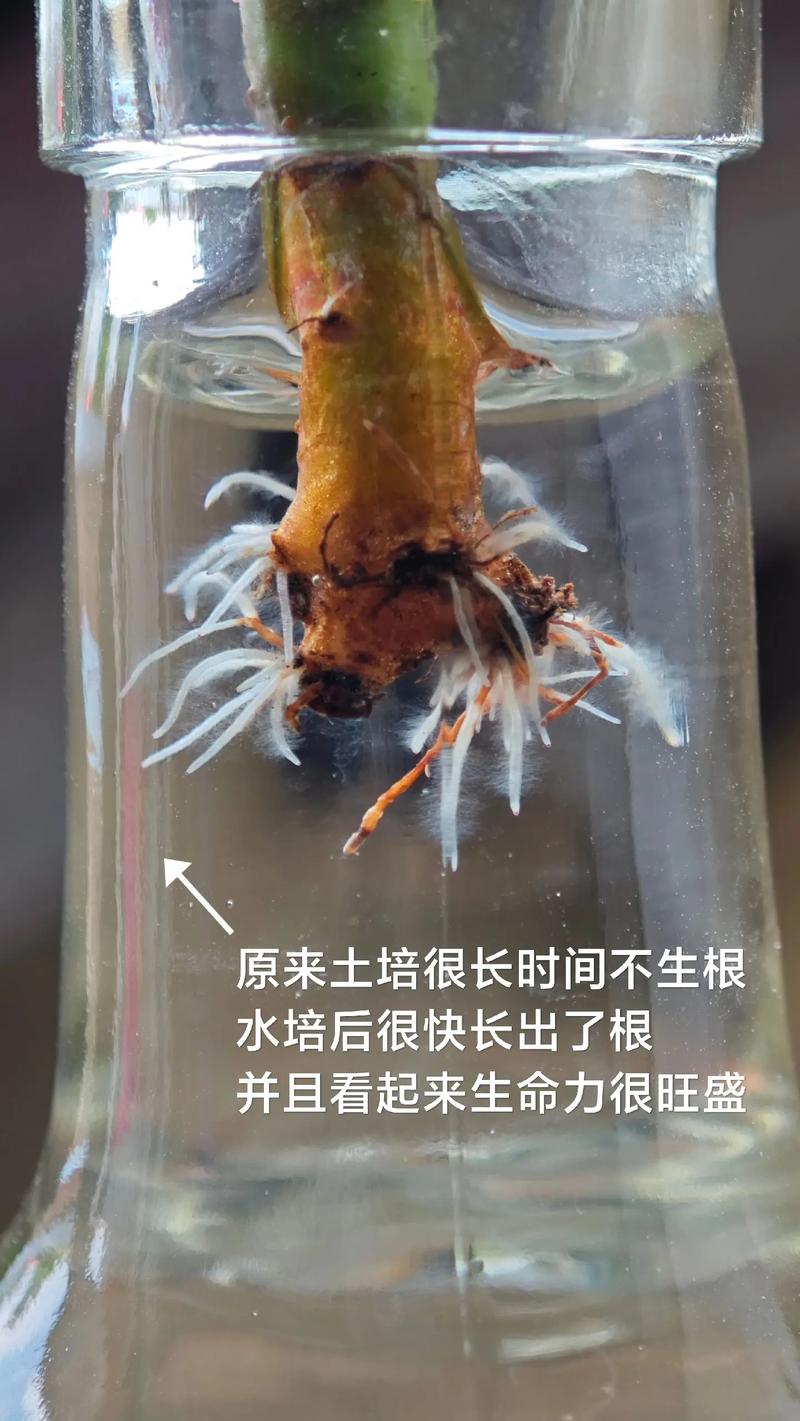 水培植物可以转土培吗?3步判断标准与操作指南 判断标准:哪些水培植物适合转土培?