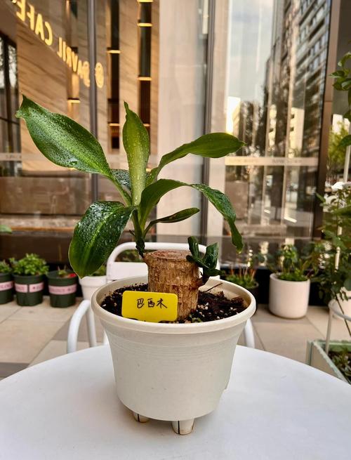 水培植物可以转土培吗?3步判断标准与操作指南 常见错误:水培转土培的3大误区