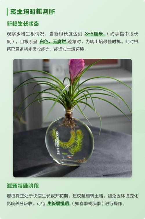 水培植物可以转土培吗?3步判断标准与操作指南 操作步骤:水培植物转土培的4步执行法