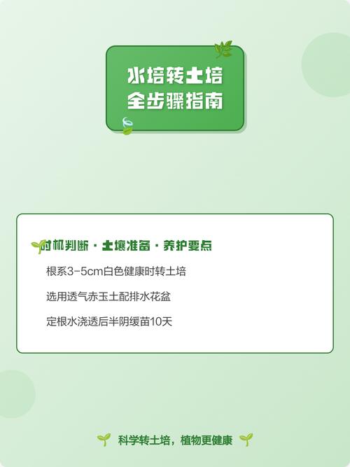 水培植物可以转土培吗?3步判断标准与操作指南 总结:水培转土培的3个核心要点