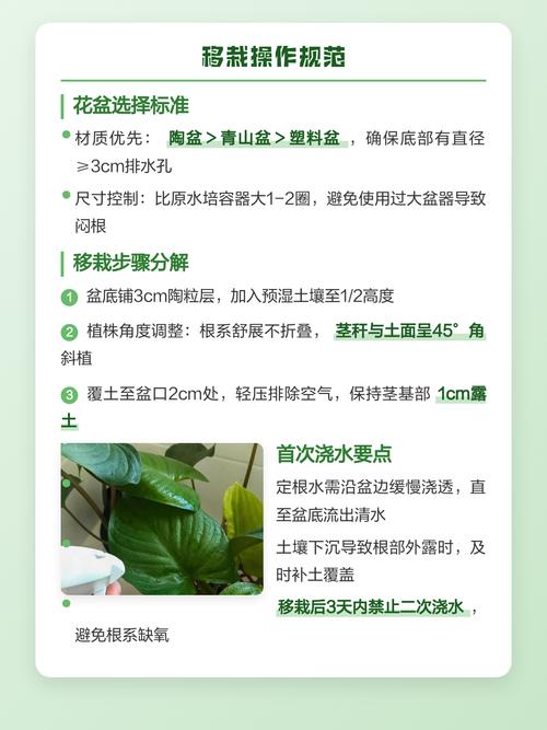 水培植物可以转土培吗?3步判断标准与操作指南 FAQ:水培植物转土培常见问题