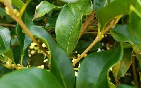 桂花树不开花原因详解：从光照、水肥到修剪的全面排查指南