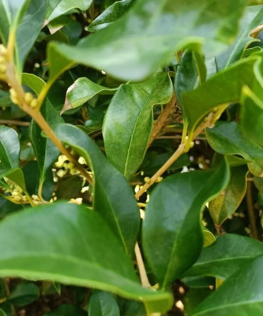 桂花树不开花原因详解：从光照、水肥到修剪的全面排查指南