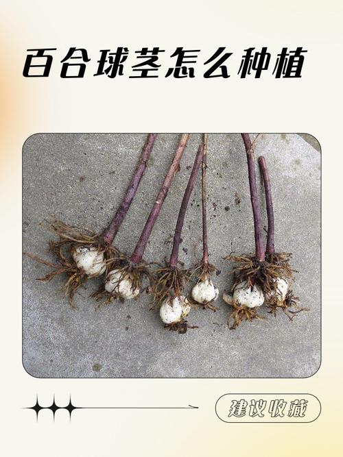 球茎类花卉栽培全攻略:从选时到成活的七个关键步骤 成活注意事项:三分种七分管,记住这几点少走弯路