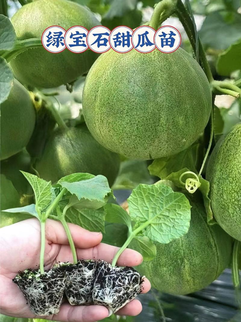 香瓜苗多少钱一颗?2025年最新价格参考与影响因素分析 影响因素三:季节波动