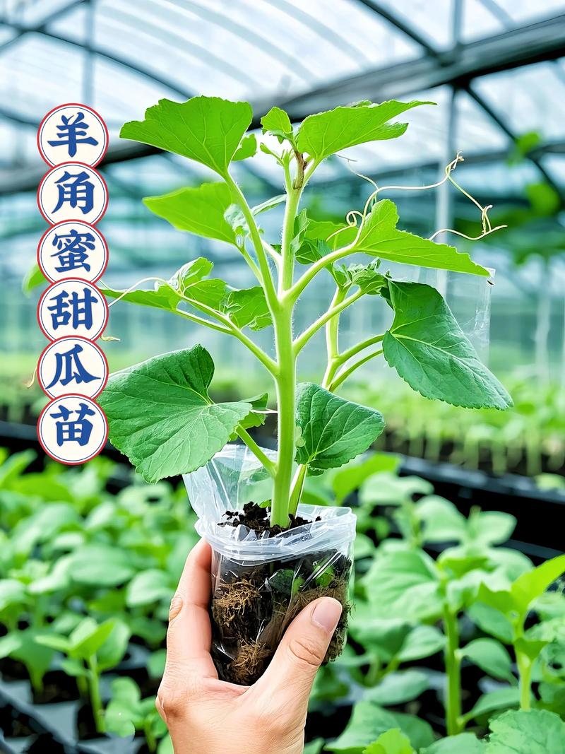 香瓜苗多少钱一颗?2025年最新价格参考与影响因素分析 影响因素四:购买数量