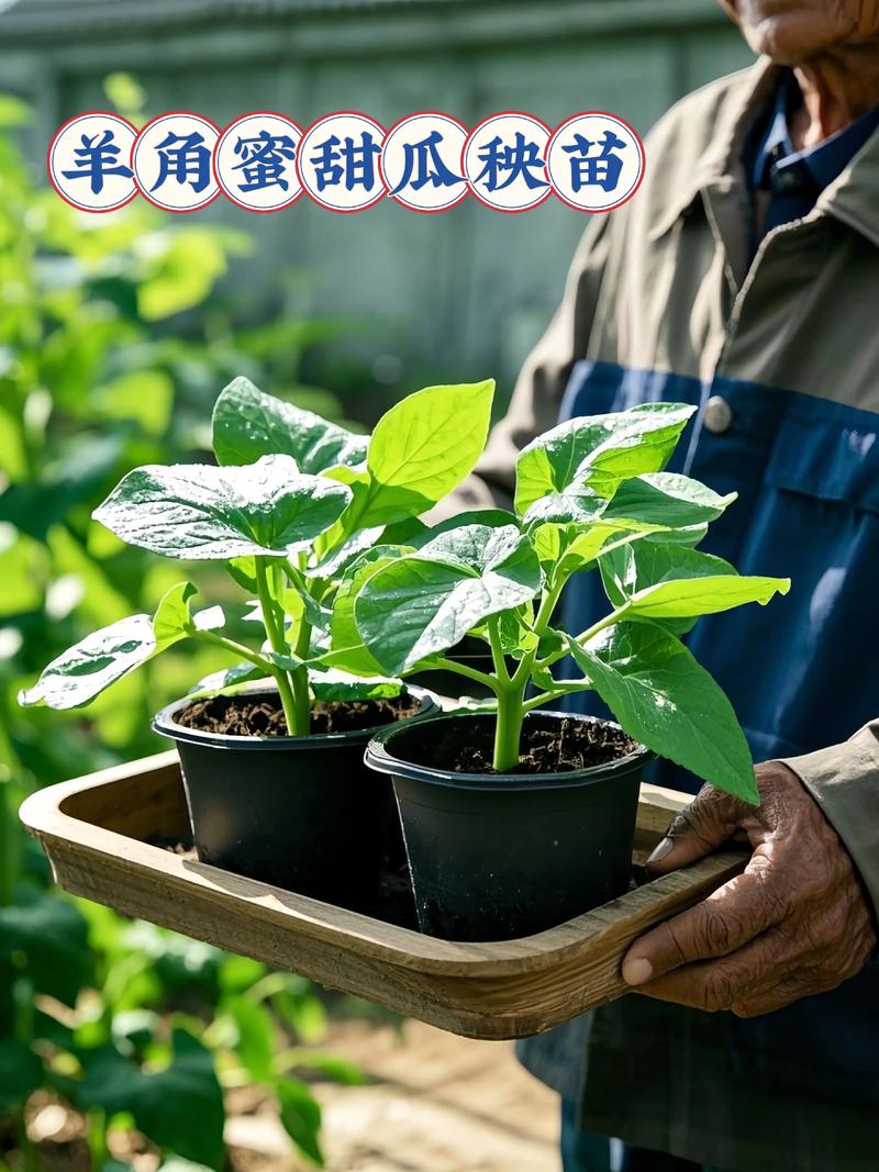 香瓜苗多少钱一颗?2025年最新价格参考与影响因素分析 综合参考价格表