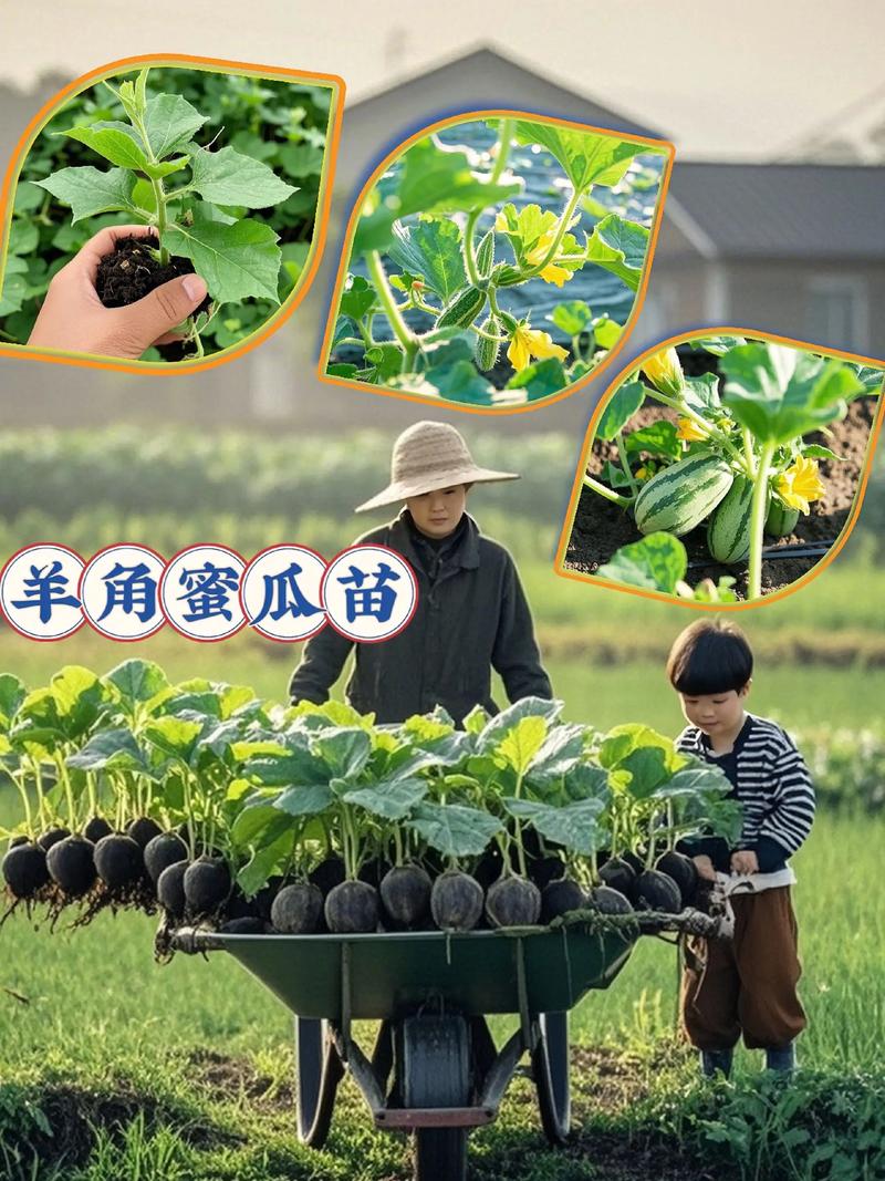 香瓜苗多少钱一颗?2025年最新价格参考与影响因素分析 影响因素五:运输成本