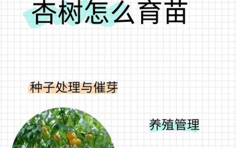 杏树种子怎样种能发芽？家庭育苗全流程与成活率提升指南