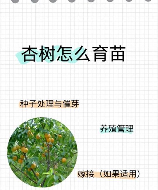 杏树种子怎样种能发芽？家庭育苗全流程与成活率提升指南