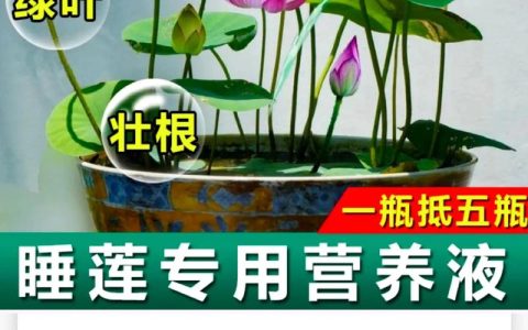 睡莲用什么肥料最好？家庭水景高效施肥全攻略
