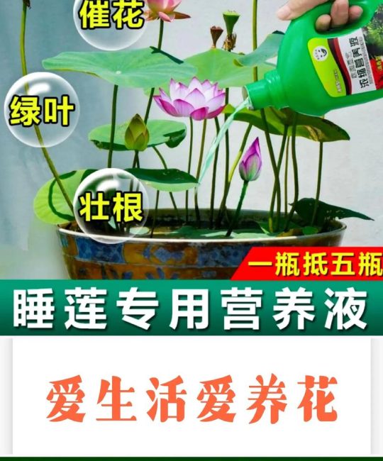睡莲用什么肥料最好？家庭水景高效施肥全攻略