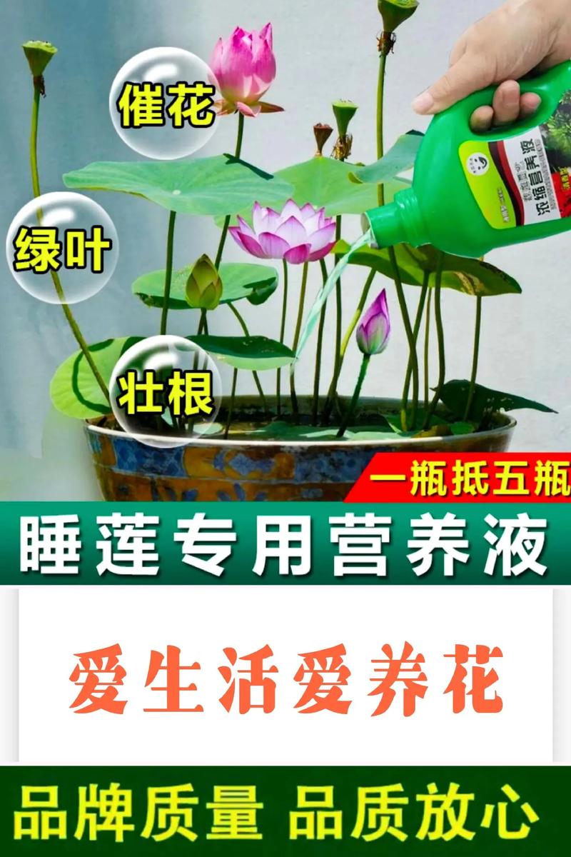 睡莲用什么肥料最好?家庭水景高效施肥全攻略 睡莲用什么肥料最好?家庭水景高效施肥全攻略