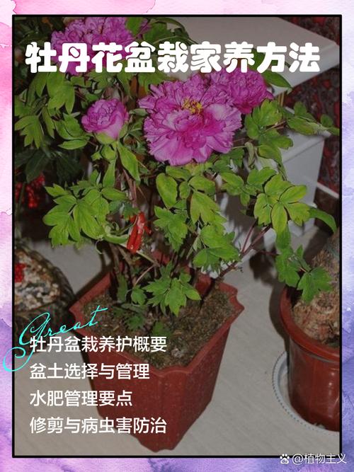 牡丹室内养护可行性评估:从光照、根系到水肥的科学判断 常见误区与纠正