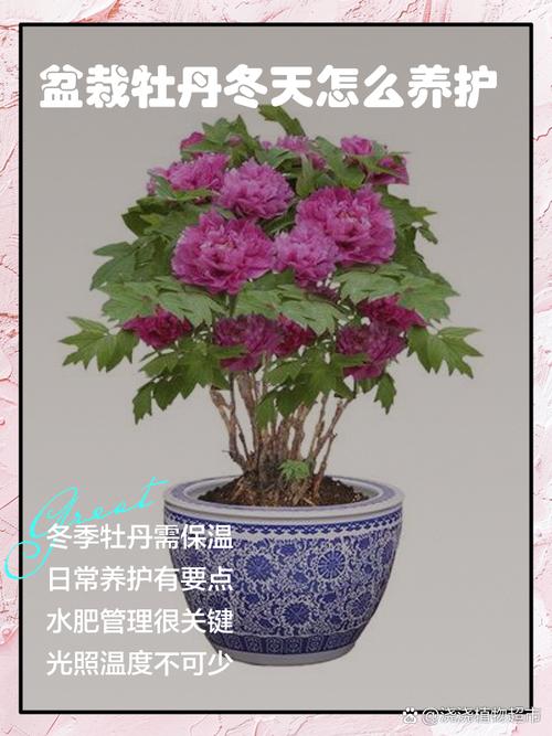 牡丹室内养护可行性评估:从光照、根系到水肥的科学判断 总结