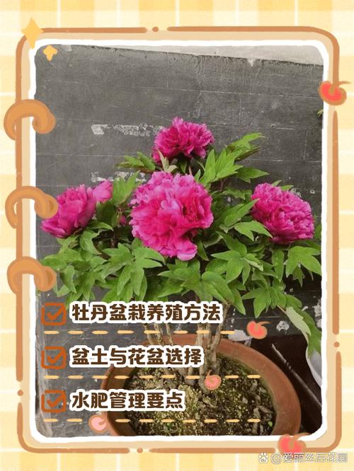 牡丹室内养护可行性评估:从光照、根系到水肥的科学判断 FAQ