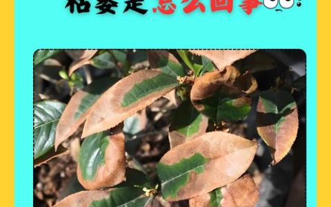 桂花叶子发黄叶子尖上枯萎是怎么回事？专家诊断与急救指南