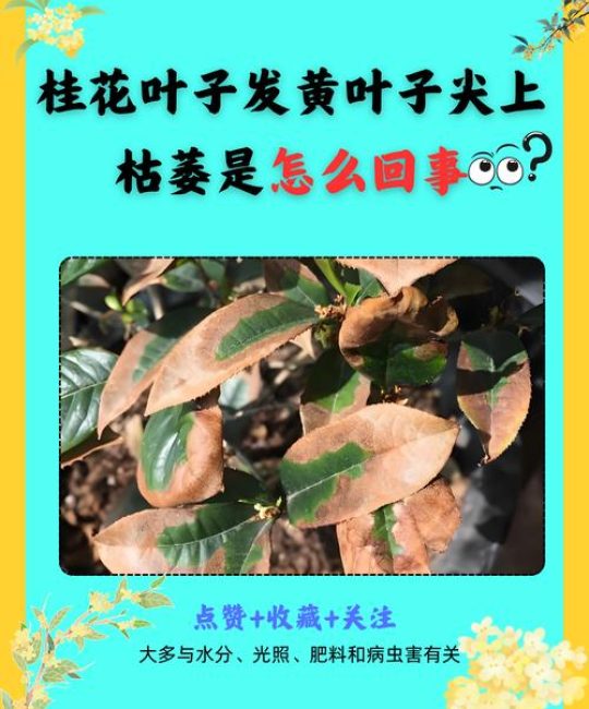 桂花叶子发黄叶子尖上枯萎是怎么回事？专家诊断与急救指南