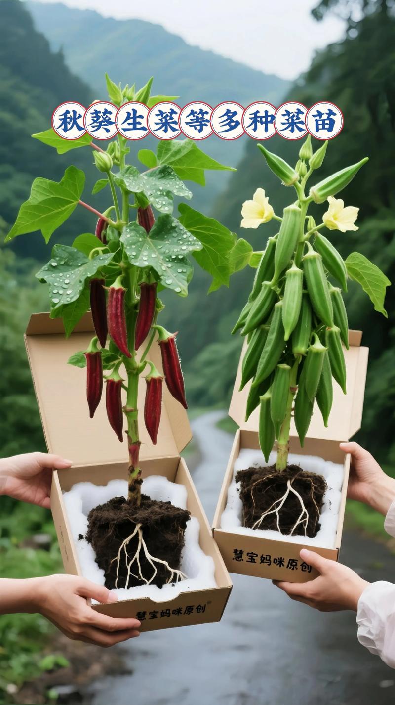 秋葵种植全攻略:从选时到成活的每个步骤,照做就能丰收! 一、适宜种植时间