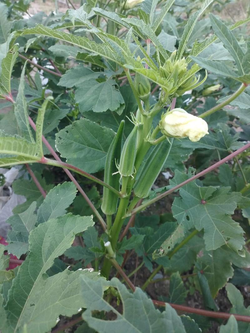 秋葵种植全攻略:从选时到成活的每个步骤,照做就能丰收! 三、种子与苗期处理