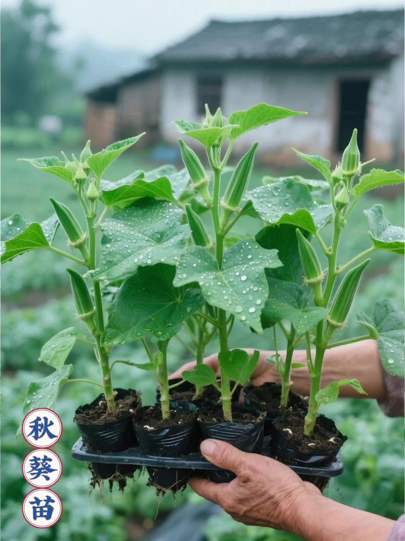 秋葵种植全攻略:从选时到成活的每个步骤,照做就能丰收! 六、缓苗管理