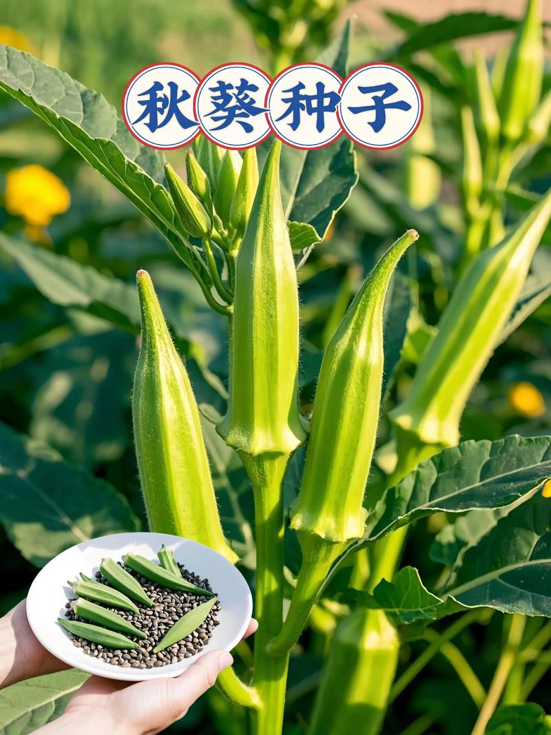 秋葵种植全攻略:从选时到成活的每个步骤,照做就能丰收! 四、栽植深度控制