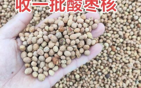 酸枣仁多少钱一斤？产地、规格与季节对报价的影响