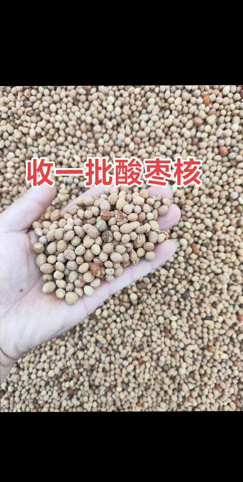 酸枣仁多少钱一斤？产地、规格与季节对报价的影响