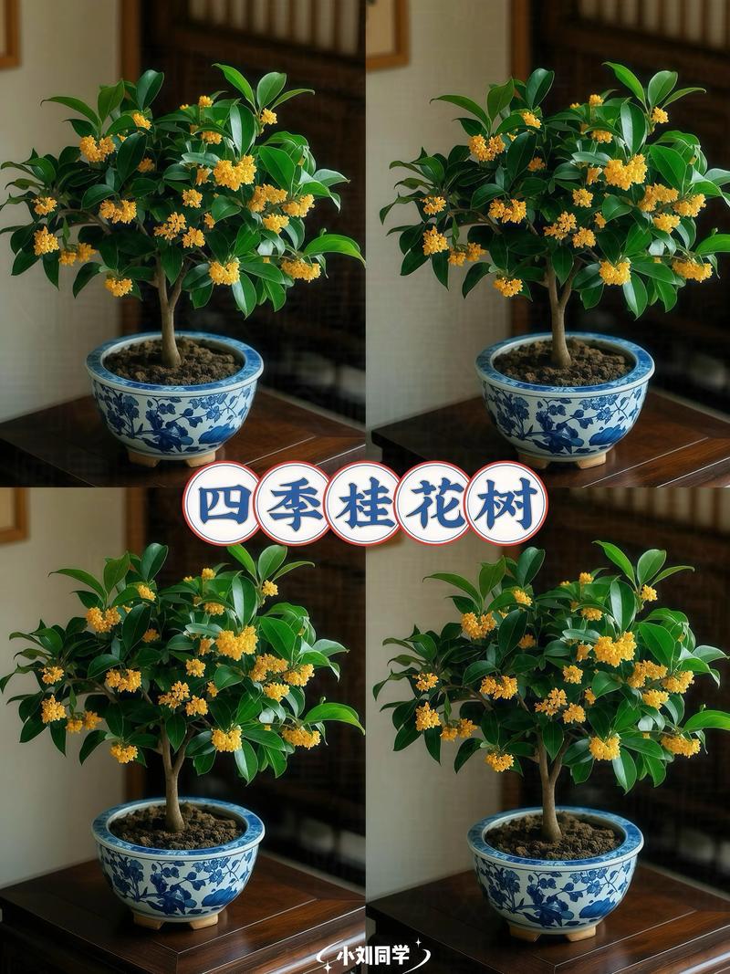 桂花怎么养才能活?家庭养护全攻略,从浇水到换盆一次讲透 修剪:轻剪为主,重点在花后和冬季