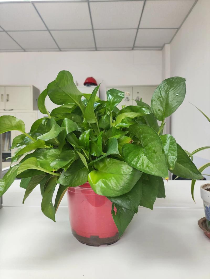 绿萝价格多少?绿植市场报价参考 产地影响价格