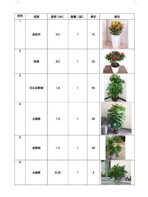 绿萝价格多少?绿植市场报价参考 季节影响价格