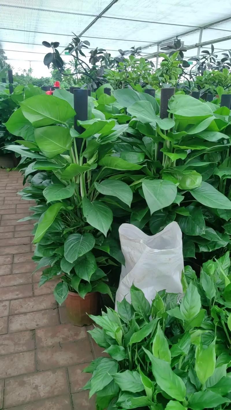绿萝价格多少?绿植市场报价参考 综合价格参考表