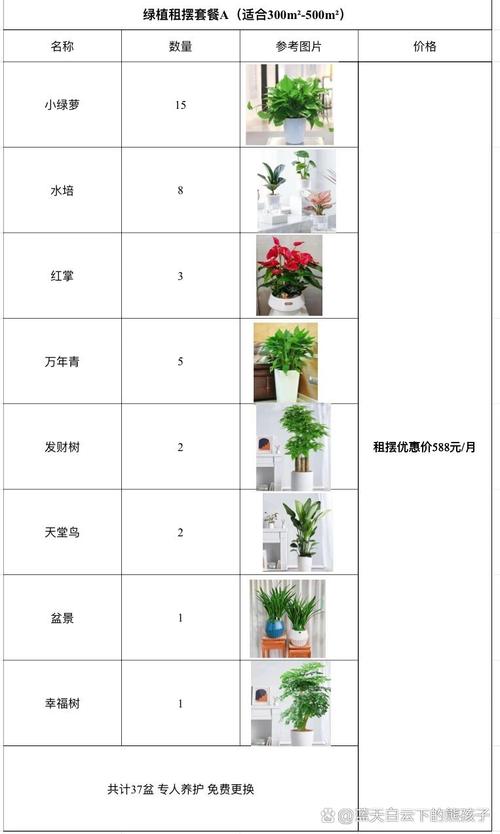 绿萝价格多少?绿植市场报价参考 咨询指南