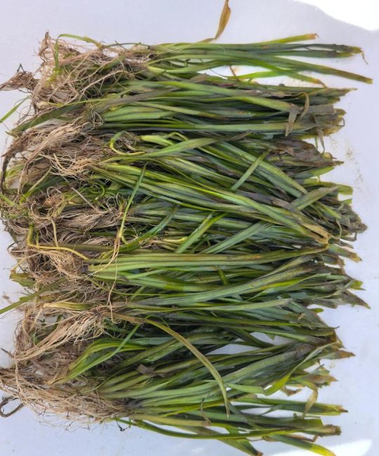 沉水植物是什么意思？全面解析定义、特征与池塘应用指南