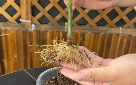 树苗生根最快最好的方法：5大核心技巧确保成活
