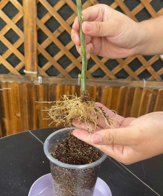 树苗生根最快最好的方法：5大核心技巧确保成活