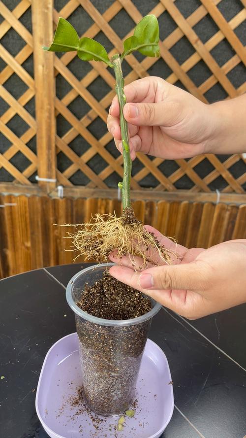 树苗生根最快最好的方法:5大核心技巧确保成活 树苗生根最快最好的方法:5大核心技巧确保成活