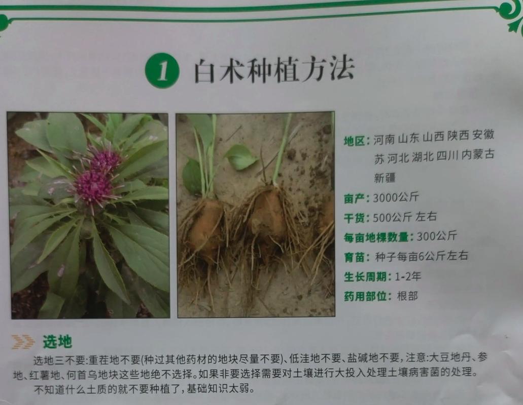 种植白术用什么肥料?从基肥到追肥的完整施肥指南 三、栽前处理与种肥使用