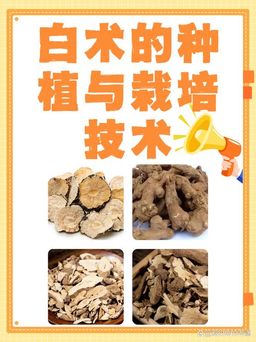 种植白术用什么肥料?从基肥到追肥的完整施肥指南 七、成活注意事项与肥料管理