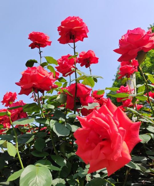 月季花喜欢阳光吗？全日照养护与花色花期管理指南