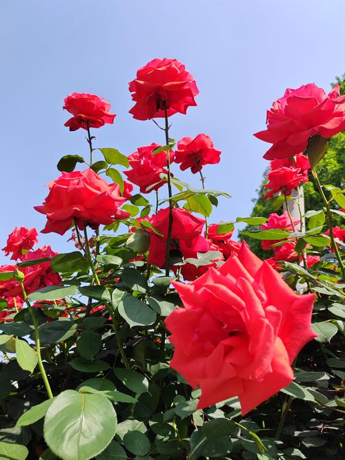 月季花喜欢阳光吗?全日照养护与花色花期管理指南 月季花喜欢阳光吗?全日照养护与花色花期管理指南