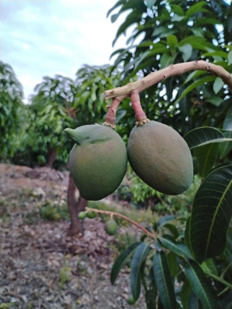 芒果树修剪指南:掌握这5个关键时期,年年挂满枝 芒果树修剪指南:掌握这5个关键时期,年年挂满枝