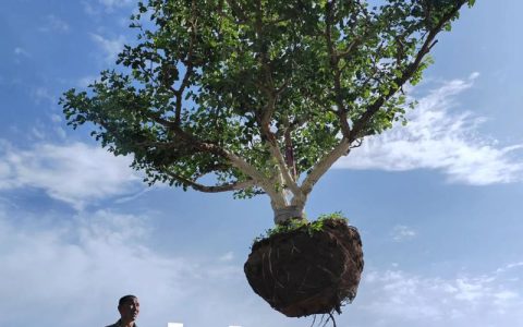 山楂树好栽吗？2026年适种品种、结果年限与采购避坑全指南