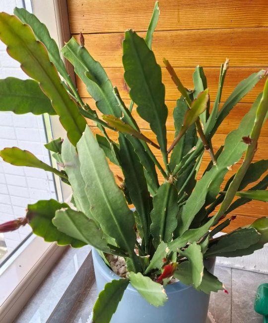 令箭荷花的家庭养殖方法指南：从浇水到换盆的完整养护建议