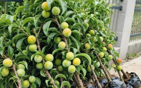 李子核能种出李子树吗？实生苗种植指南与嫁接苗优势对比