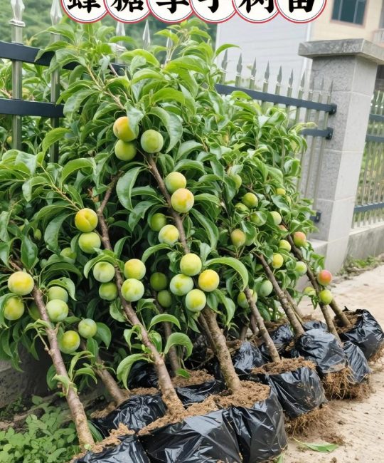 李子核能种出李子树吗？实生苗种植指南与嫁接苗优势对比