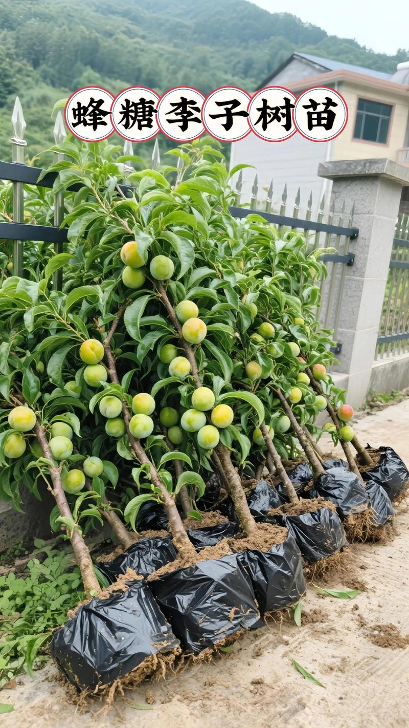 李子核能种出李子树吗?实生苗种植指南与嫁接苗优势对比 李子核能种出李子树吗?实生苗种植指南与嫁接苗优势对比