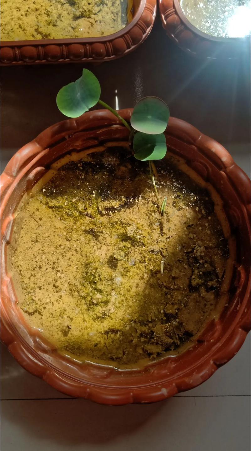 碗莲一直用水养会开花吗?想赏花,光靠“水泡”可不行!(附促花指南) 四、不开花常见原因与解决(结构化列表)