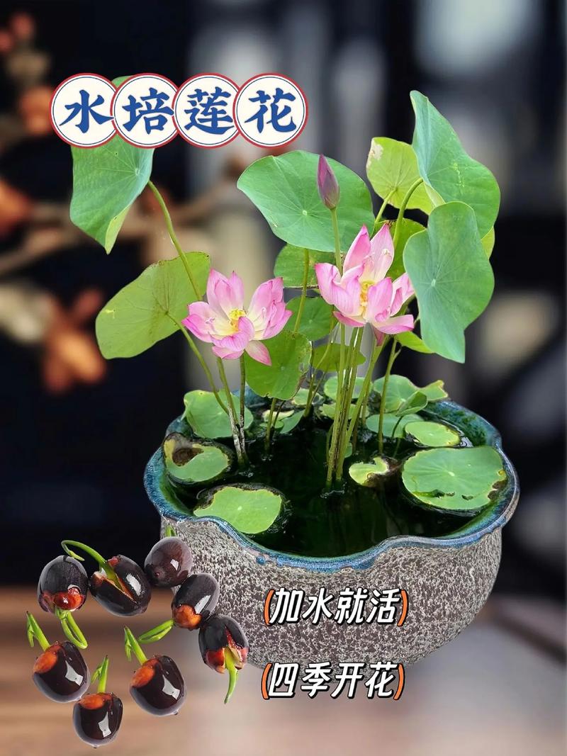 碗莲一直用水养会开花吗?想赏花,光靠“水泡”可不行!(附促花指南) 五、FAQ(常见问题)